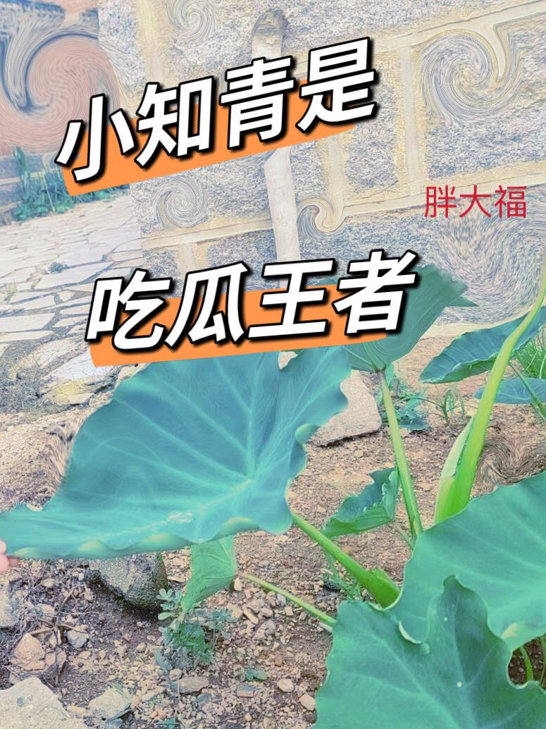 小知青是吃瓜大王